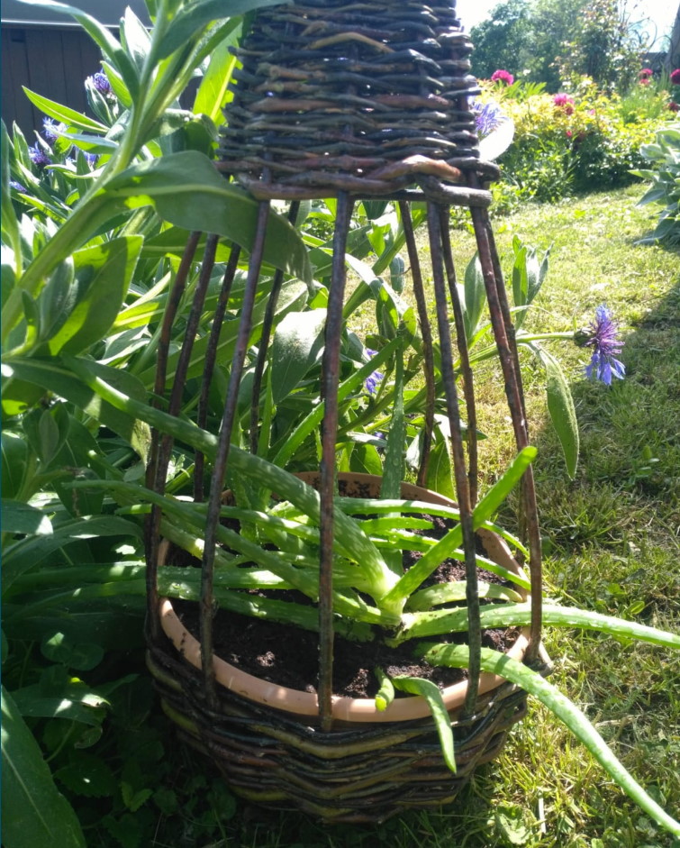 Panier osier